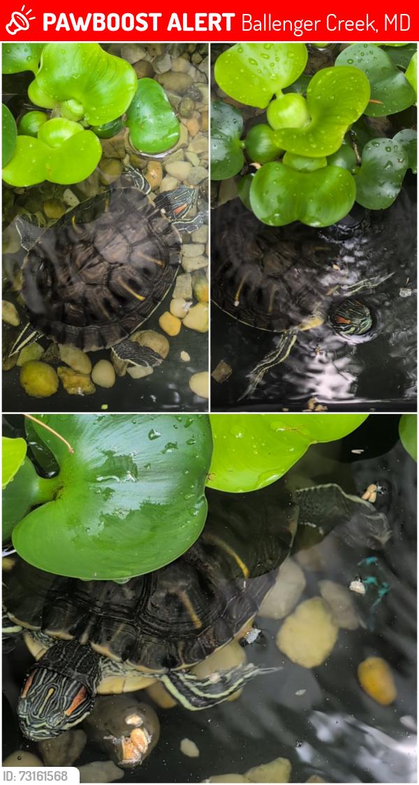 Lost Male Reptile last seen Wood Duck Ct Frederick 21703, Ballenger Creek, MD 21703