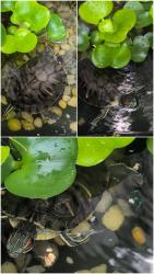 Lost Male Reptile last seen Wood Duck Ct Frederick 21703, Ballenger Creek, MD 21703