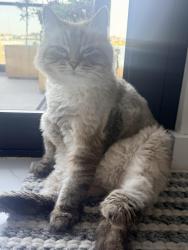 Reunited Female Cat last seen Near court Rd, Winthrop, Winthrop, MA 02152