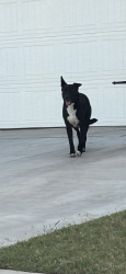 Found/Stray Female Dog last seen 29th & s Czech hall, Oklahoma City, OK 73099