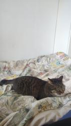 Lost Female Cat last seen Pynfolds est, Jamaica Road, London, England 