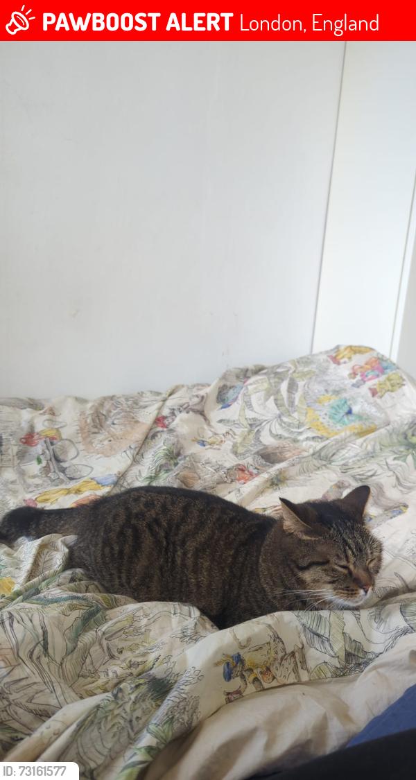 Lost Female Cat last seen Pynfolds est, Jamaica Road, London, England 