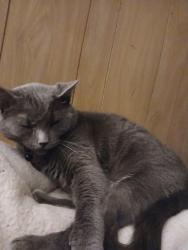 Reunited Female Cat last seen 125th street and Geneva Way, Saint Paul, MN 55124