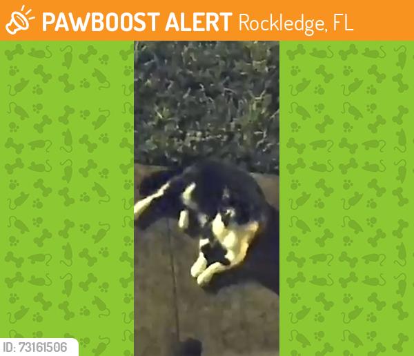 Found/Stray Unknown Cat last seen Levitt Park off of Barris, Rockledge, FL 32955