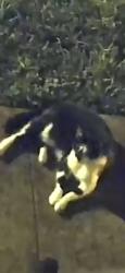 Found/Stray Unknown Cat last seen Levitt Park off of Barris, Rockledge, FL 32955