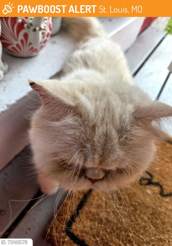 Found/Stray Unknown Cat last seen Near S Compton Ave, St. Louis, MO 63118
