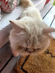 Found/Stray Unknown Cat last seen Near S Compton Ave, St. Louis, MO 63118