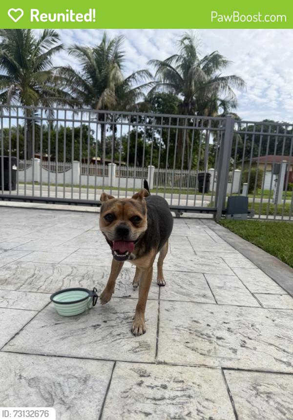 Reunited Male Dog last seen Coner of nw 130 street and 3rd ave, North Miami, FL 33168