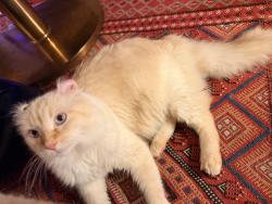 Reunited Male Cat last seen Whitewater Park, Boise, ID 83702