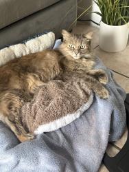 Lost Female Cat last seen Winegard road, Pine Castle, FL 32809