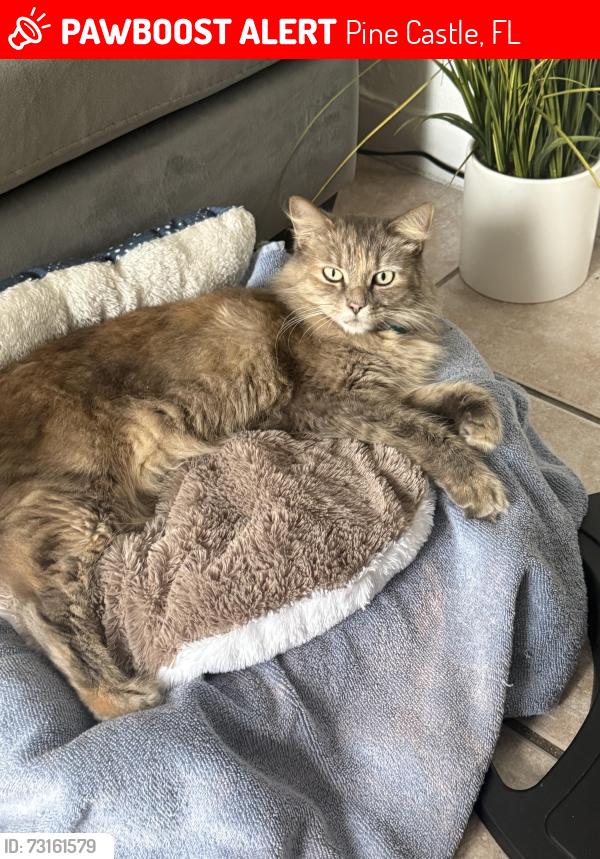 Lost Female Cat last seen Winegard road, Pine Castle, FL 32809