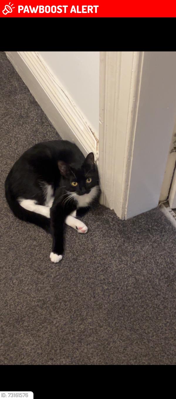Lost Female Cat last seen Bishop auckland train station, Morrisons, County Durham, England 