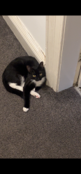 Lost Female Cat last seen Bishop auckland train station, Morrisons, County Durham, England 