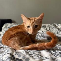 Reunited Male Cat last seen 6th and Collyer St, Longmont, CO 80501