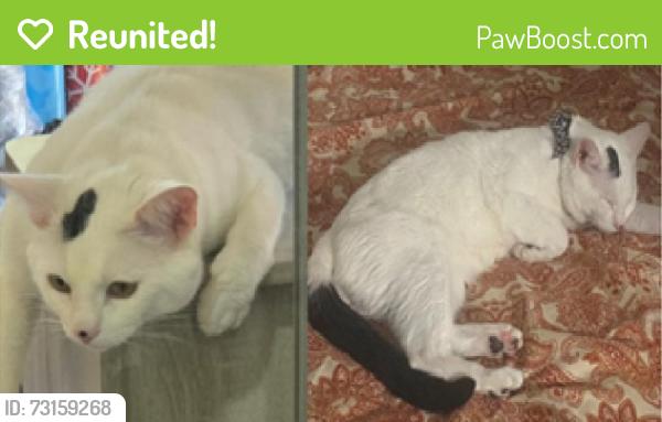 Reunited Male Cat last seen Baywood Villa, Thornton Street, Meadow Brooks cndmnium, Fremont, CA 94555