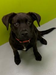 Shelter Stray Male Dog last seen Midwest City, 8485 E Reno Ave, Midwest City, OK 73110, USA