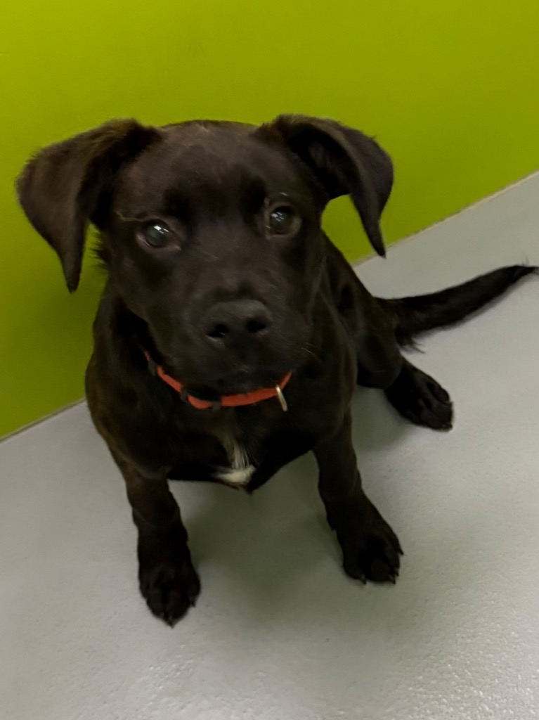 Shelter Stray Male Dog last seen Midwest City, 8485 E Reno Ave, Midwest City, OK 73110, USA