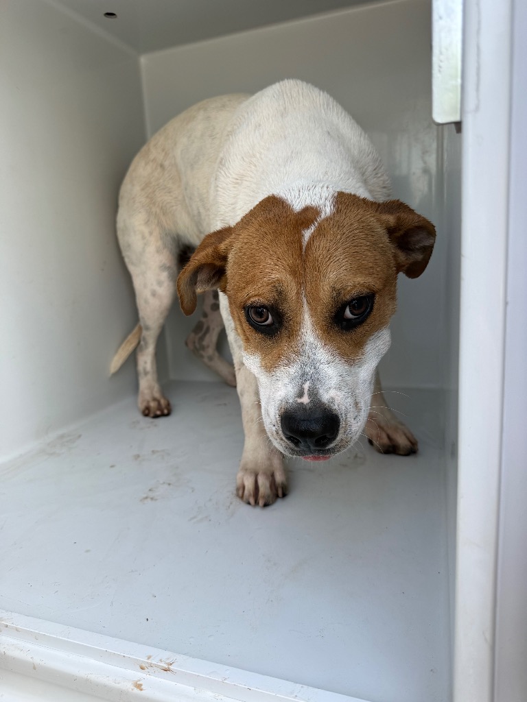Shelter Stray Female Dog last seen , 8485 E Reno Ave, Midwest City, OK 73110, USA