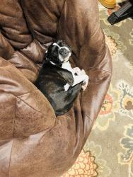 Reunited Male Dog last seen Braun Rd, San Antonio, TX, USA, San Antonio, TX 78254