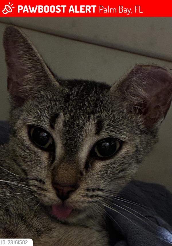 Lost Female Cat last seen Sarasota rd area, Palm Bay, FL 32909