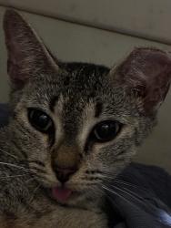 Lost Female Cat last seen Sarasota rd area, Palm Bay, FL 32909