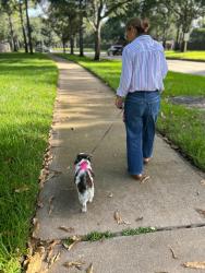 Reunited Female Dog last seen Grand Lakes, Grand Lakes, TX 77494