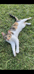 Lost Female Cat last seen Hefner between Weatern/Penn, Oklahoma City, OK 73114