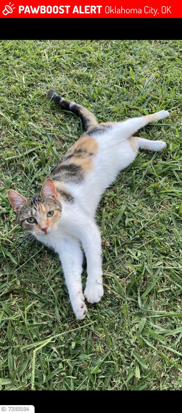 Lost Female Cat last seen Hefner between Weatern/Penn, Oklahoma City, OK 73114