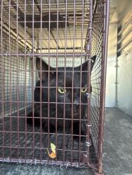 Shelter Stray Unknown Cat last seen Bexar County, 3353 Morningside Dr, New Braunfels, TX 78132, USA