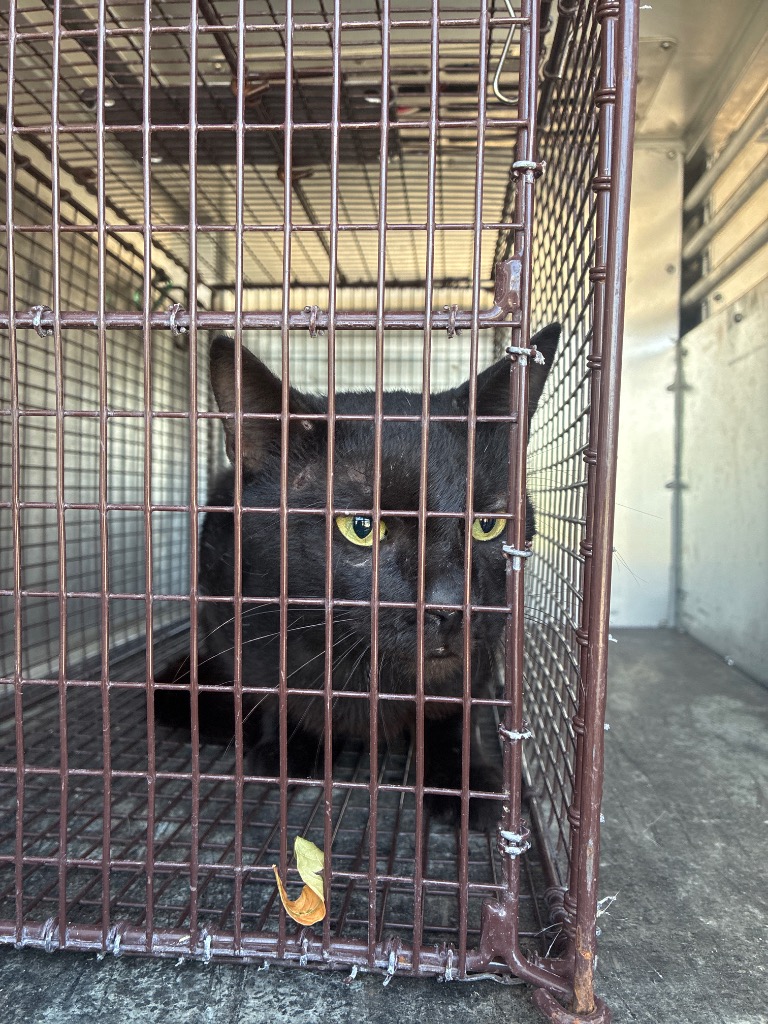 Shelter Stray Unknown Cat last seen Bexar County, 3353 Morningside Dr, New Braunfels, TX 78132, USA