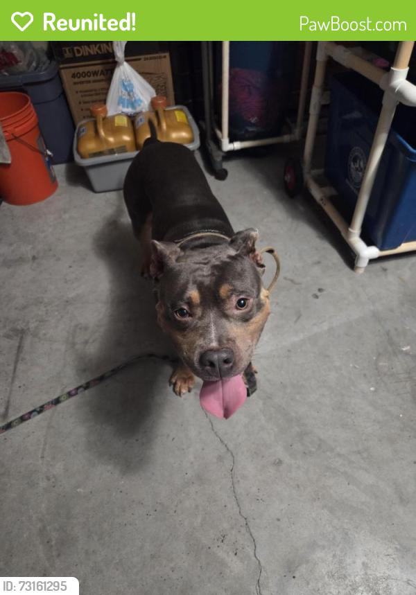 Reunited Male Dog last seen Near Boyce Street, Spring Hill, FL 34608