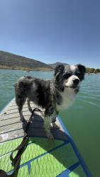 Lost Male Dog last seen Malloy’s Bar 11550 W Meadows Dr Littleton, CO 80127 United States, Littleton, CO 80127