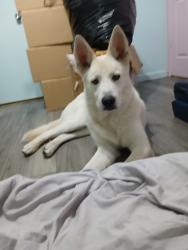 Found/Stray Male Dog last seen Arizona Charlies Casino, Las Vegas, NV 89107