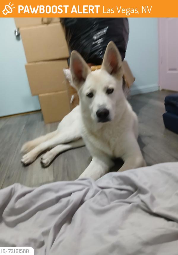 Found/Stray Male Dog last seen Arizona Charlies Casino, Las Vegas, NV 89107