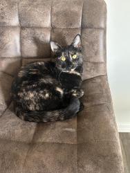 Found/Stray Female Cat last seen Near Evans Lake Rd, Dallas, NC 28034, Dallas, NC 28034