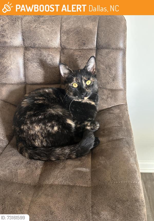 Found/Stray Female Cat last seen Near Evans Lake Rd, Dallas, NC 28034, Dallas, NC 28034