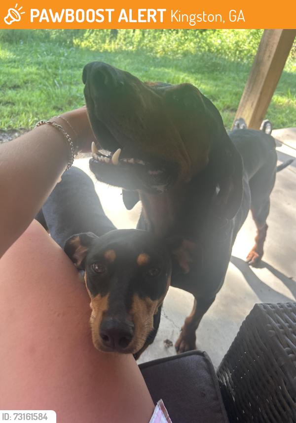 Found/Stray Male Dog last seen Kingston Hwy and Wade Green Rd, Kingston, GA 30145
