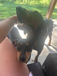 Found/Stray Male Dog last seen Kingston Hwy and Wade Green Rd, Kingston, GA 30145