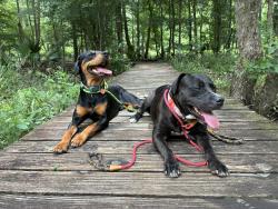 Lost Female Dog last seen Magnolia Leaf, Houston, TX 77065