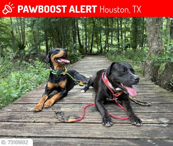 Lost Female Dog last seen Magnolia Leaf, Houston, TX 77065