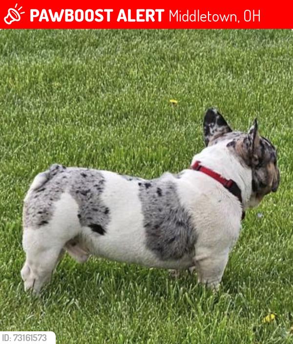 Lost Male Dog last seen Lefferson, Middletown, OH 45044