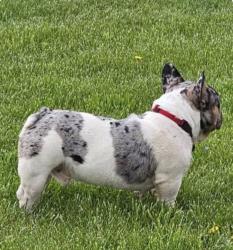 Lost Male Dog last seen Lefferson, Middletown, OH 45044