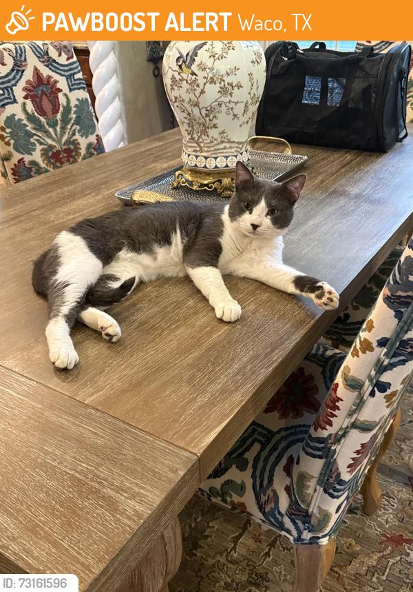 Found/Stray Male Cat last seen Hillcrest, Waco, TX 76710