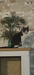Lost Female Cat last seen California blvd, Port St. Lucie, FL 34953