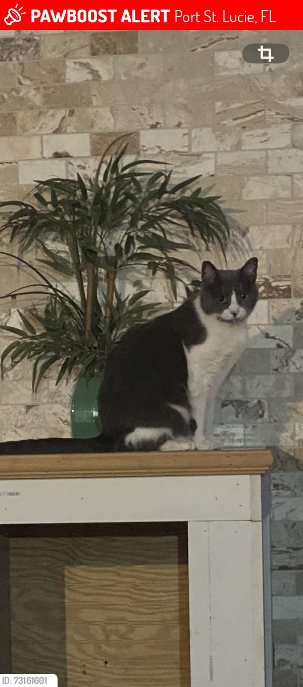 Lost Female Cat last seen California blvd, Port St. Lucie, FL 34953