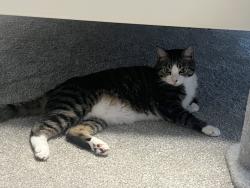 Lost Male Cat last seen Inside our house, Hopkinton, MA 01748