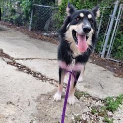Found/Stray Male Dog last seen Division and Commercial, San Antonio, TX 78225
