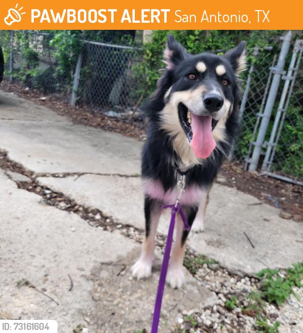 Found/Stray Male Dog last seen Division and Commercial, San Antonio, TX 78225