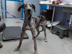 Shelter Stray Female Dog last seen GOLD AND 6TH, 11800 Sunset Gardens Rd SW, Albuquerque, NM 87121, USA