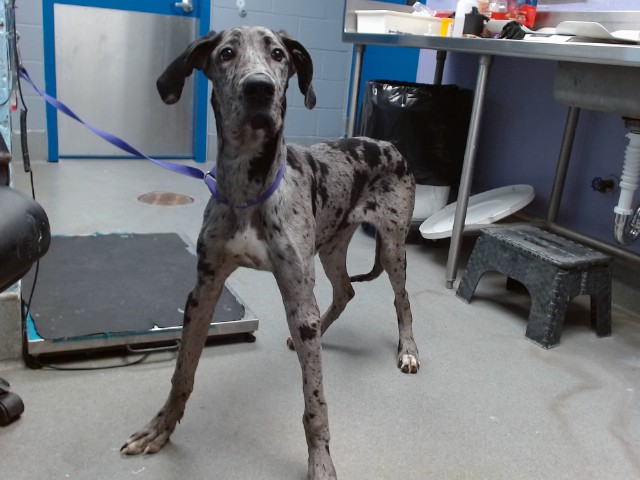 Shelter Stray Female Dog last seen GOLD AND 6TH, 11800 Sunset Gardens Rd SW, Albuquerque, NM 87121, USA